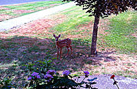 Click image for larger version. 

Name:	fawn.jpg 
Views:	176 
Size:	666.1 KB 
ID:	7152