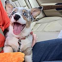 Click image for larger version. 

Name:	rascal.jpg 
Views:	1673 
Size:	89.9 KB 
ID:	7531