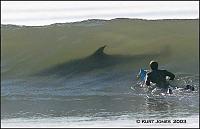 Click image for larger version. 

Name:	shark.jpg 
Views:	648 
Size:	21.7 KB 
ID:	2741